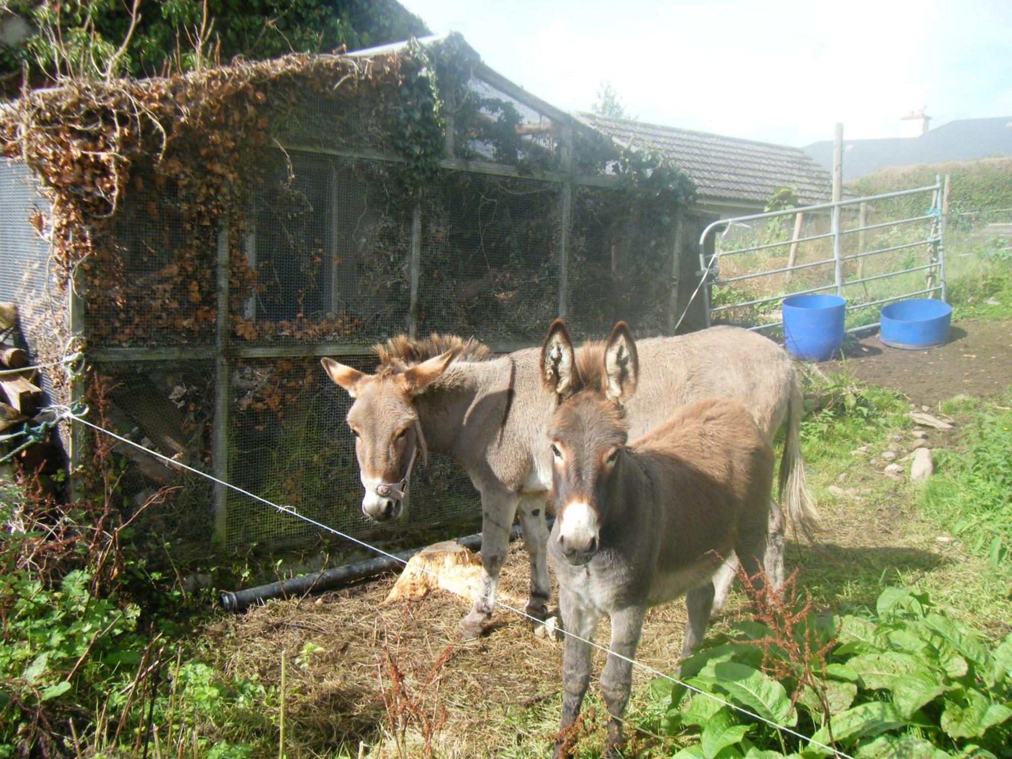 Ashfield B&B Kenmare Extérieur photo